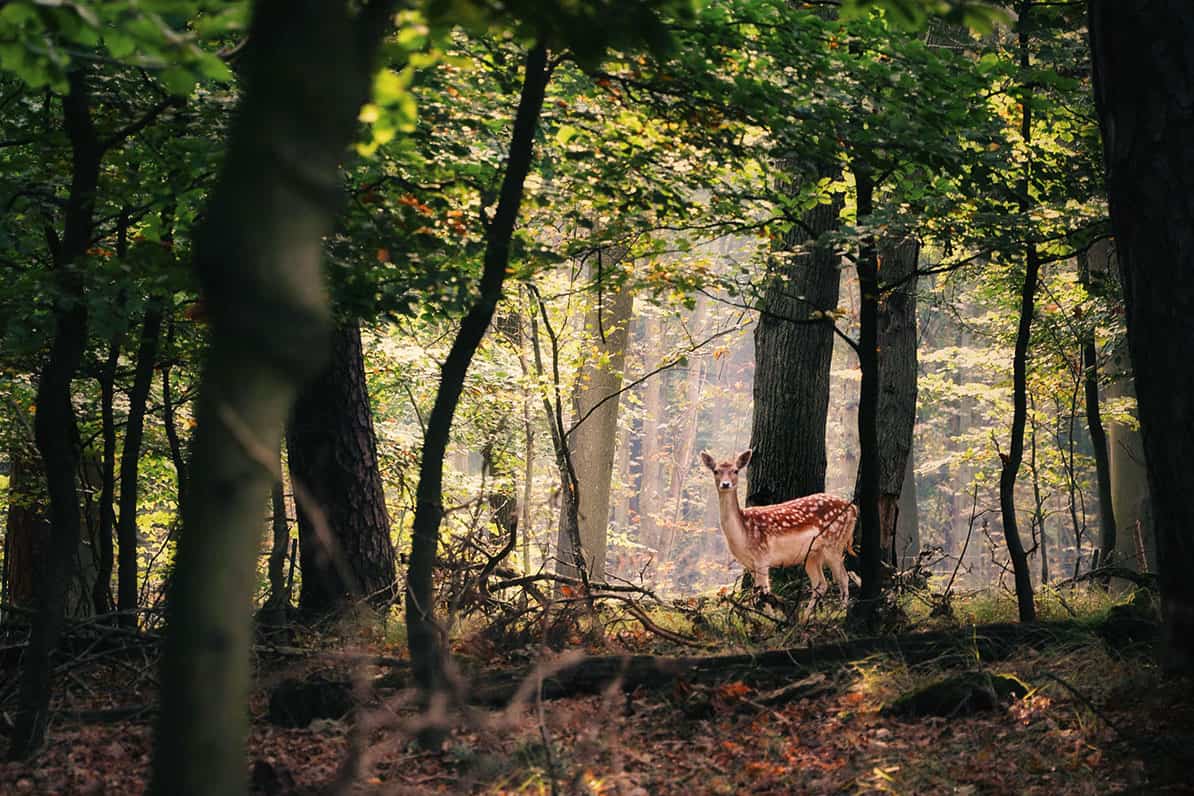 Het boekenbos